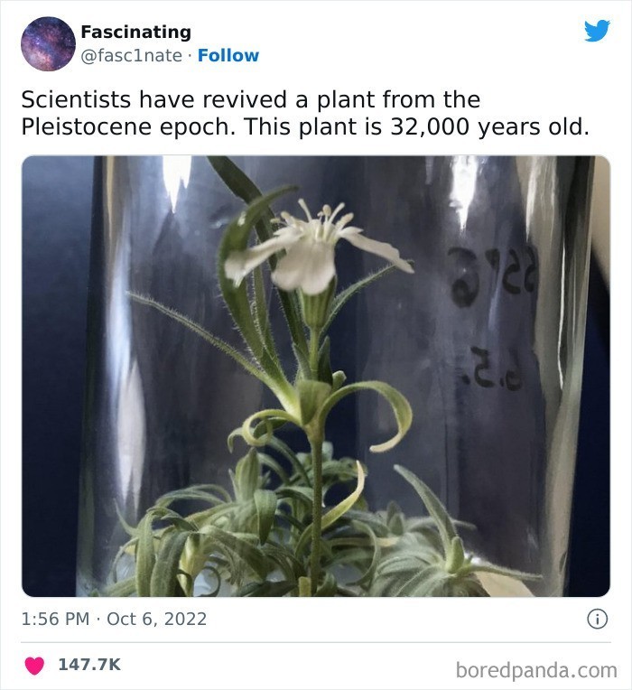 "Naukowcy przywrócili do życia roślinę z epoki plejstocenu. Ma ona 32 tysiące lat."