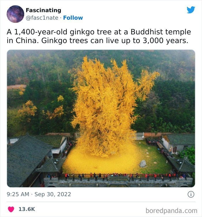 1 400-letni miłorząb dwuklapowy w klasztorze buddyjskim w Chinach. Te drzewa mogą żyć nawet do 3 tysięcy lat."