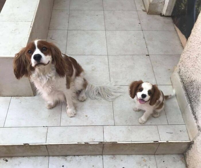 "Adoptowałam szczeniaka (z prawej), a dziś przed moimi drzwiami pojawił się nowy pies, wyglądający jak jego starsza wersja."