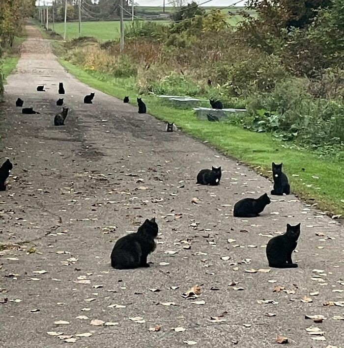 "Grupa dzikich czarnych kotów"