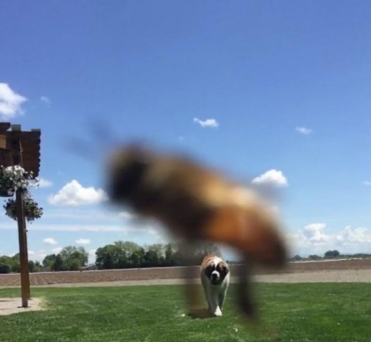 11. "Pszczoła przeszkodziła w zdjęciu mojego psa."