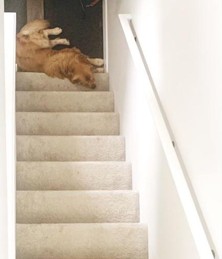 6. "Przypadkiem zrobiłam zdjęcie mojemu psu pod dziwnym kątem i większość osób nie potrafi powiedzieć czy leży on na górze czy na dole schodów."