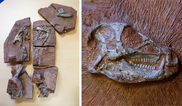 "Skamieniałość małego południowoafrykańskiego dinozaura o nazwie Heterondotonsaurus, który żył 200 milionów lat temu"