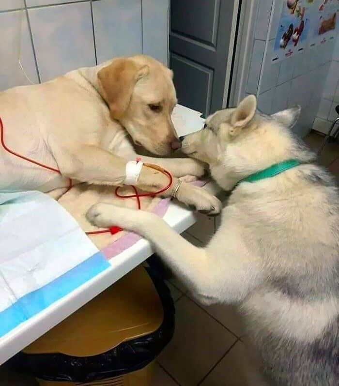 "Ten weterynarz posiada niezwykłego asystenta w postaci psa, który dotrzymuje towarzystwa pacjentom i podnosi ich na duchu."