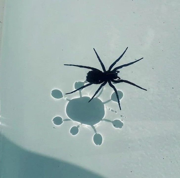 "Ten pająk rzuca bardzo interesujący cień."