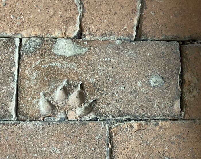 2. 900-letnia podłoga w katedrze w Gloucester zawiera odcisk psiej łapki