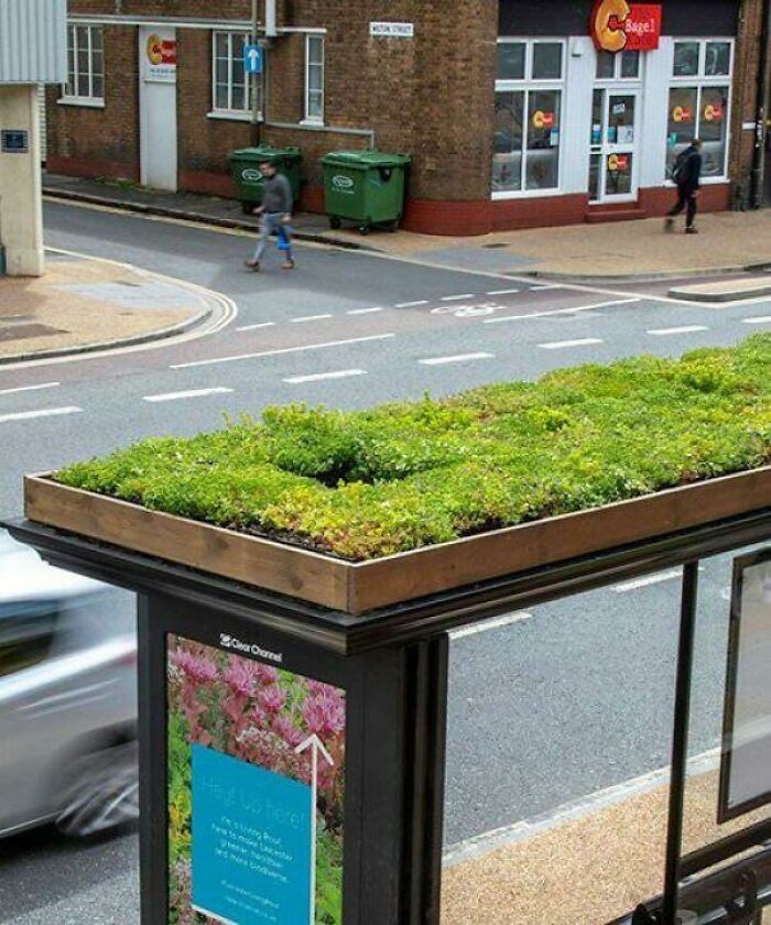 6. W Leicester zaczęli zmieniać przystanki autobusowe w przystanki dla pszczół.