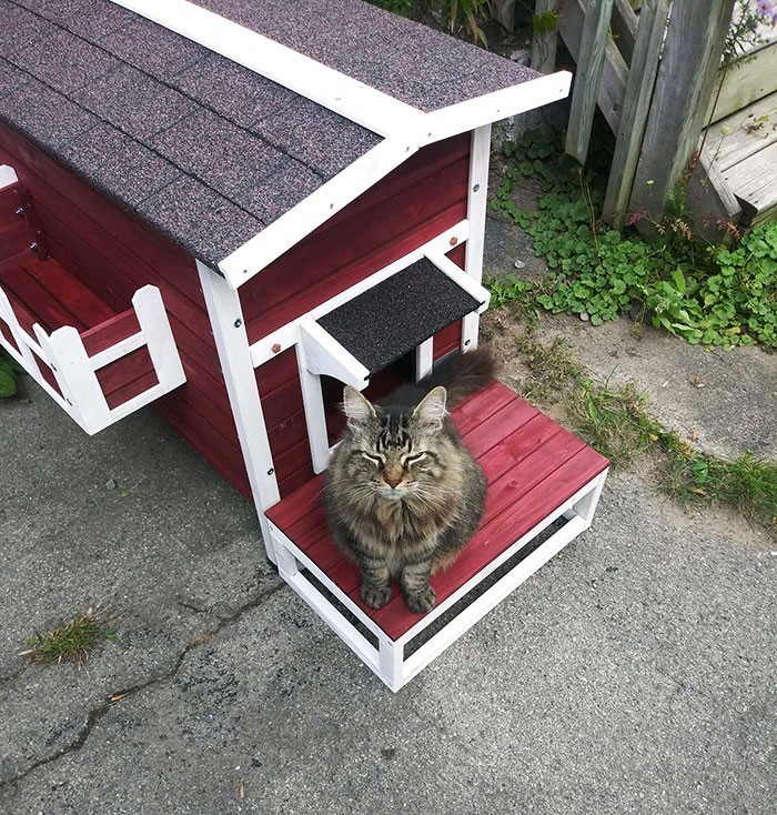 "Moja żona zaczęła dokarmiać bezdomnego kota, ale nie możemy wziąć go do domu, ponieważ jestem uczulony.  Zamiast tego, zbudowałem mu ogrzewany domek na zewnątrz."