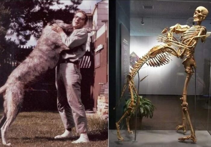 "Grover Krantz był antropologiem, który oddał swoje ciało muzeum Smithsonian, by pokazać, jak szkielety mogą służyć za narzędzia edukacyjne."