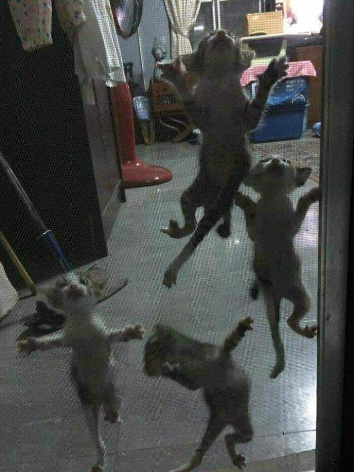 5. "Dziwne jaszczurki atakują mój dom."