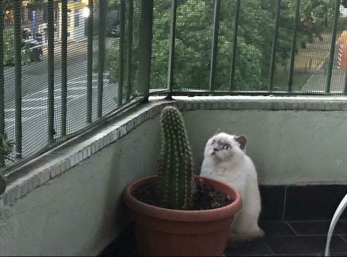 7. "Dlaczego on gapi się na kaktusa?"