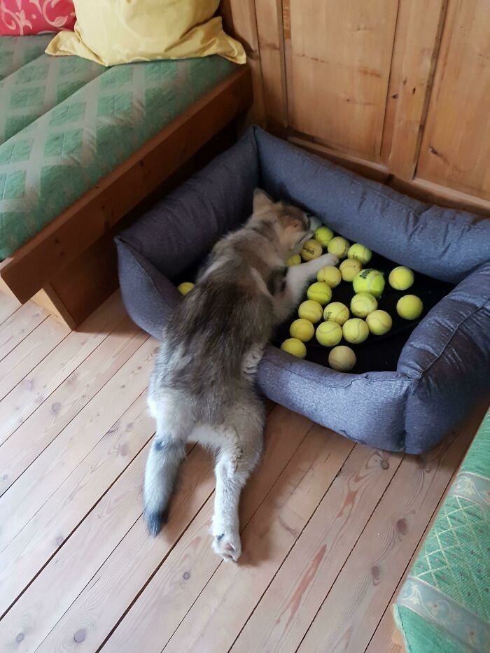 1. "Zebrał wszystkie piłki jakie znalazł w domu i leżał tak przez 10 minut."
