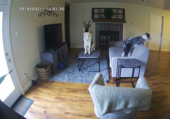 3. "Zamontowałem kamerę, by widzieć co robią moje psy gdy jestem w pracy."