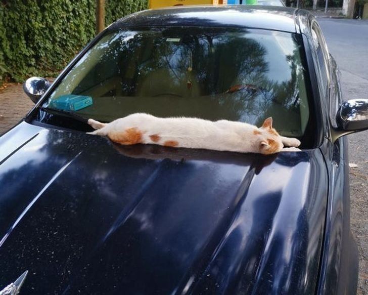11. "Bezdomny kot wygrzewa się na masce świeżo zaparkowanego auta."