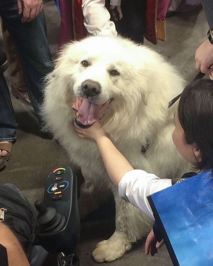 13. "Ten pies stał się gwiazdą całego expo. Wszyscy chcieli go pogłaskać."