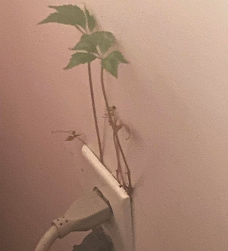 10. "Z mojego gniazdka elektrycznego wyrastają rośliny."