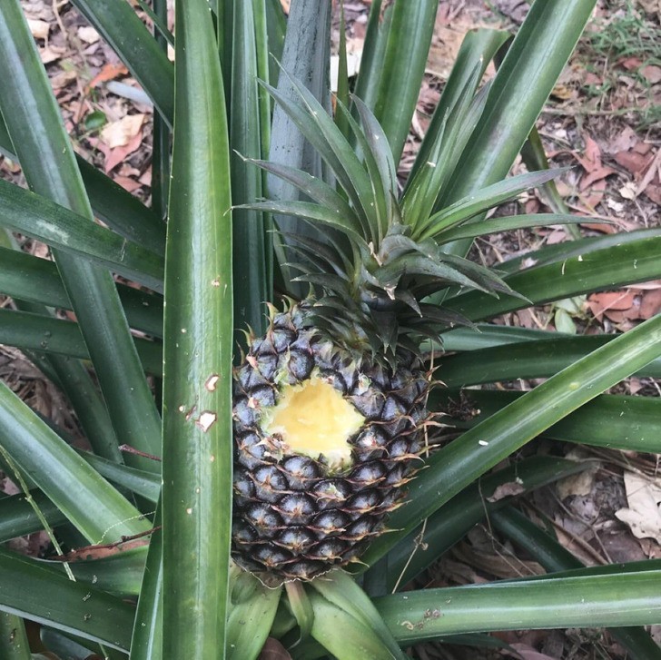 "Coś ugryzło mojego ananasa."