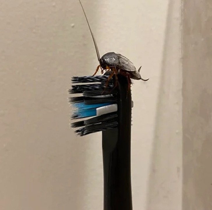 "Znalazłem karalucha na mojej szczoteczce do zębów."