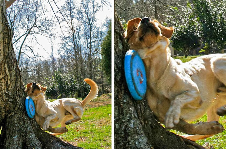 "Mój pies robi co może, by złapać frisbee."