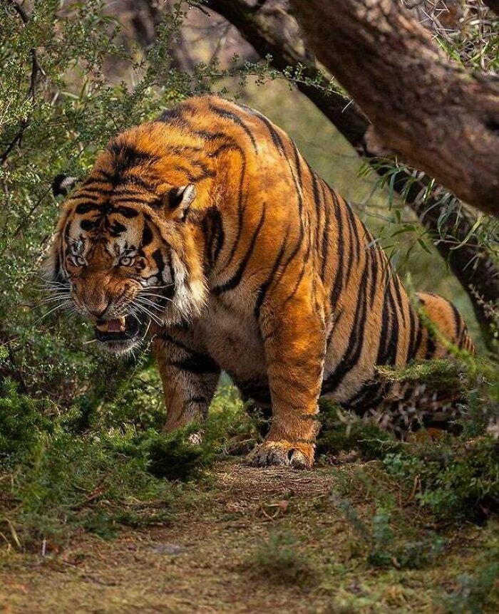 "Gigantyczny tygrys"