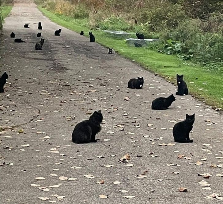 7. "Grupa dzikich czarnych kotów"