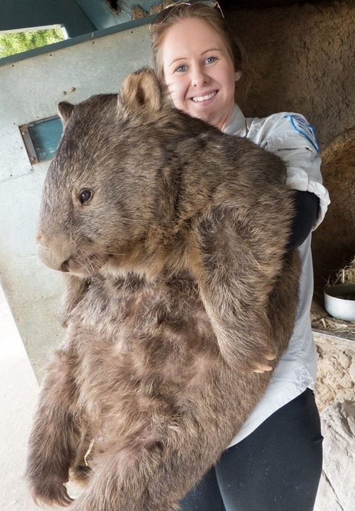 8. Oto Patrick, największy wombat na świecie. Waży około 38 kg.