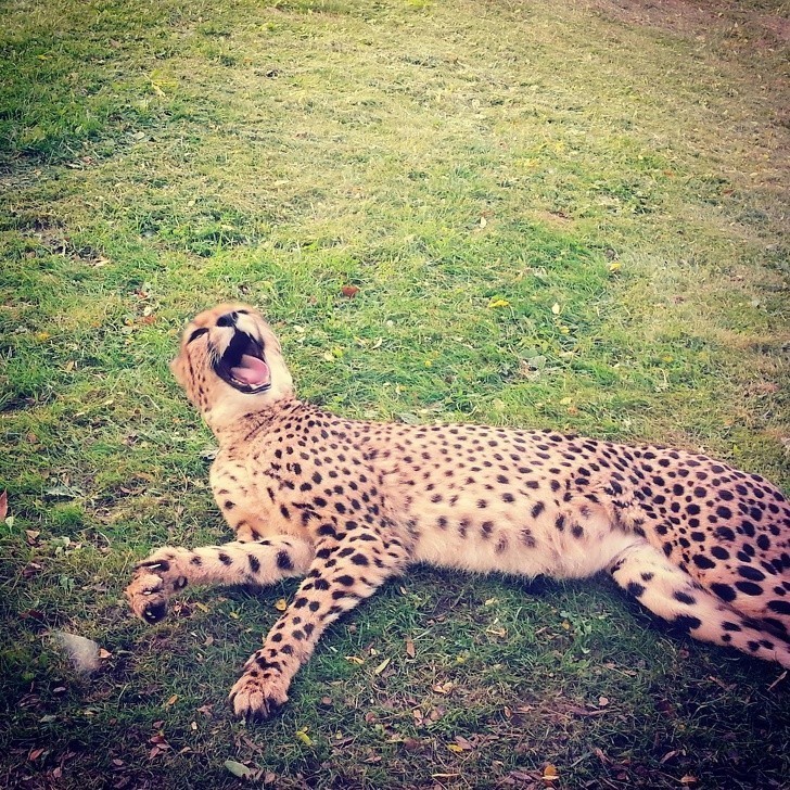 12. "Spotkałem w zoo najszczęśliwszego geparda na świecie."