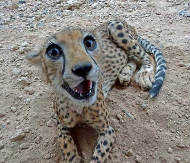 7. Szczęśliwy mały gepard