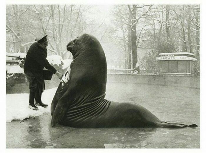 Roland, 1815-kilogramowy samiec mirungi podczas kąpieli w Berlińskim zoo, 1930