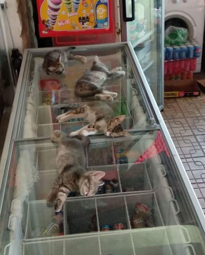 "Venku je velké horko, takže prodejce nechal kočky jít dovnitř a ochladit se v mrazáku."
