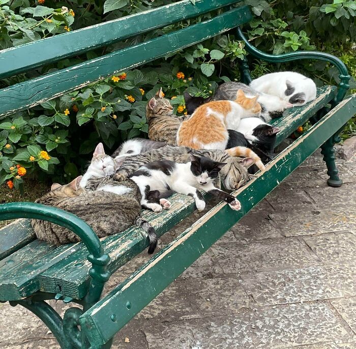 "Kočky spící na lavičce. Musel jsem zastavit a vyfotit je."