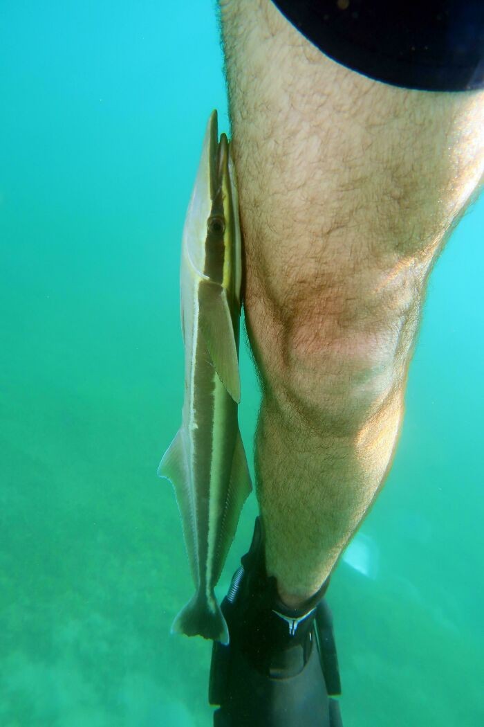 "Samotna remora przyczepiła się do mojej nogi podczas nurkowania."