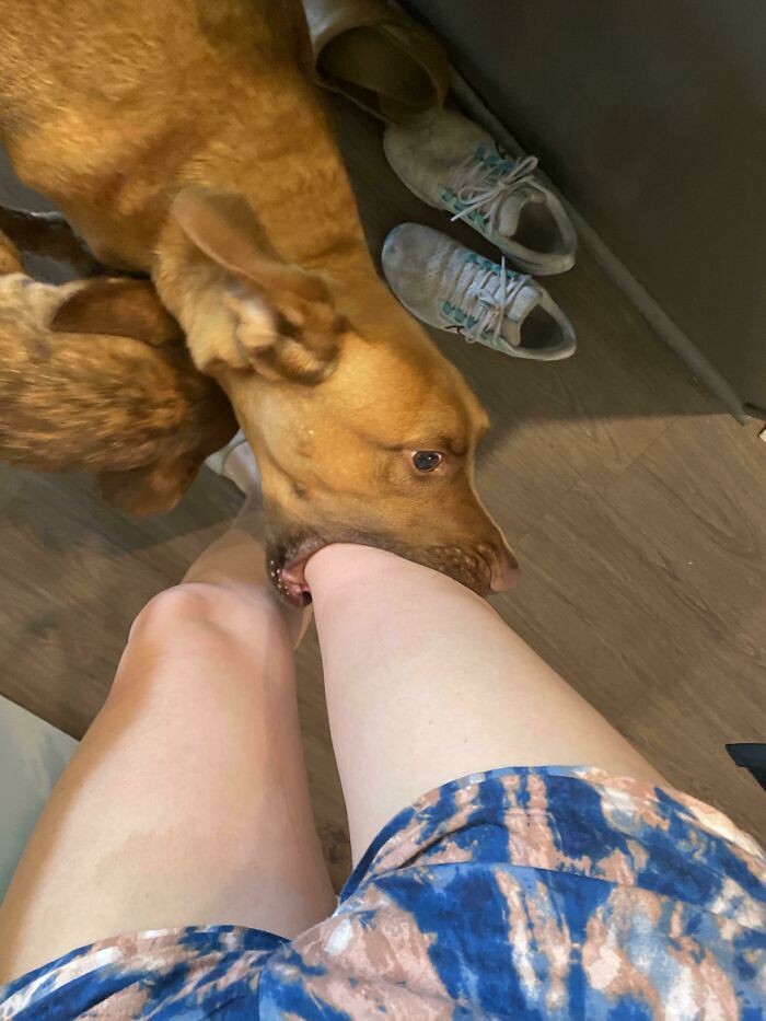"Pies mojego znajomego delikatnie gryzie cię w kolano, gdy cieszy się na twój widok."
