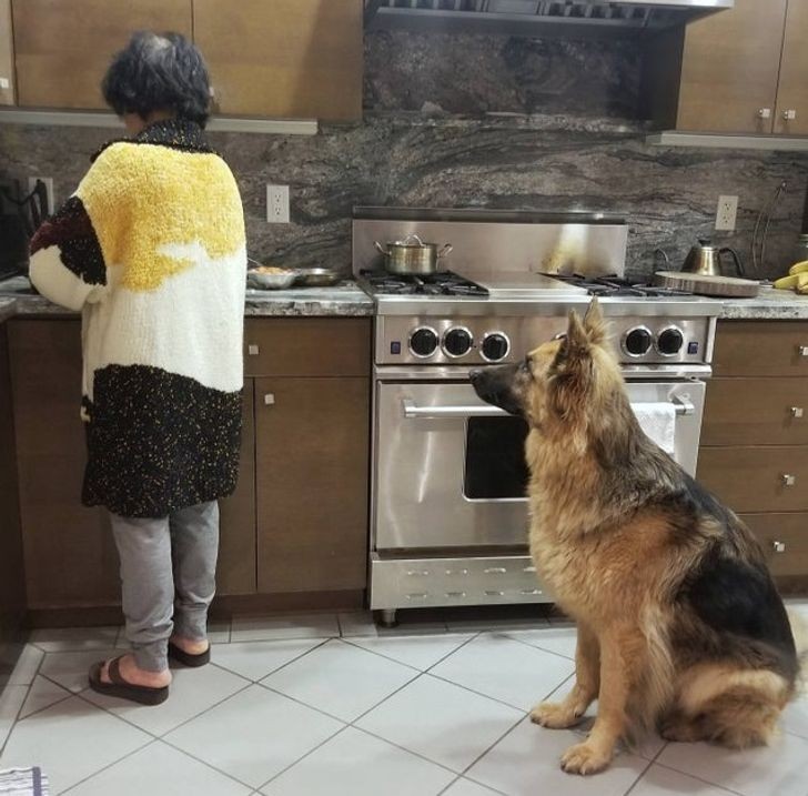 15. "Gdy był szczeniakiem, mama nie chciała go nawet dotknąć. Teraz gotuje dla niego posiłki."
