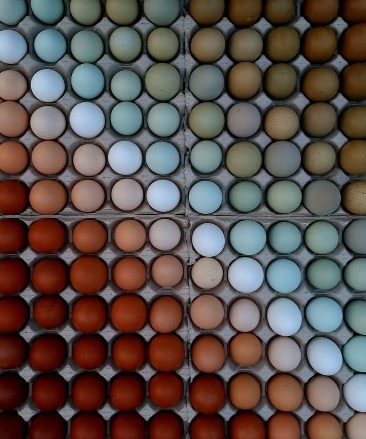 3. Jaja posegregowane według koloru