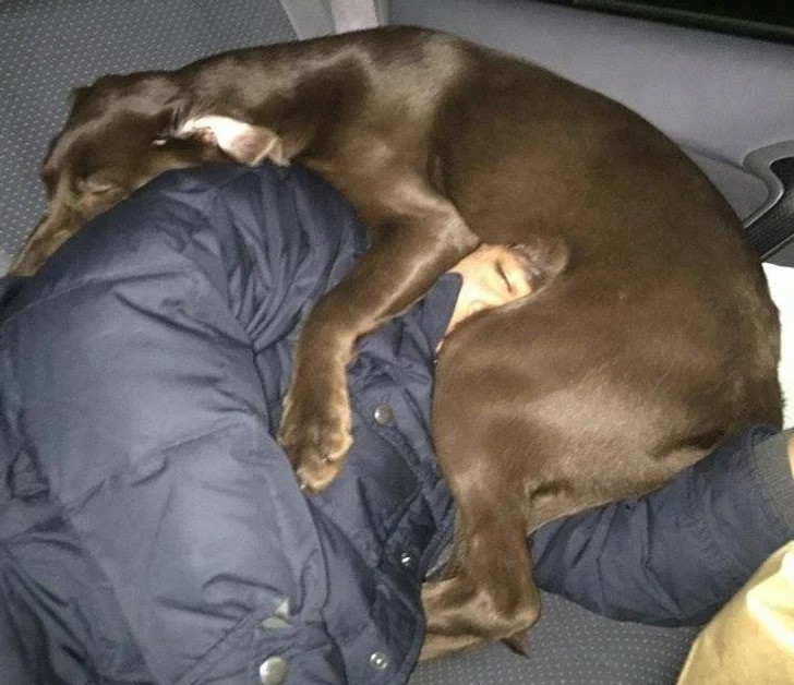 "Przesunąłem mojego psa z siedzenia, by przespać się podczas podróży. Moja żona zrobiła to zdjęcie, gdy spałem."