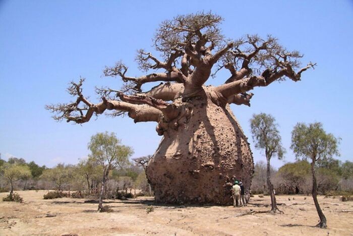 16. Baobaby to prawdziwe olbrzymy wśród drzew.
