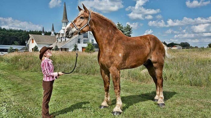 3. Big Jake - w swoim czasie najwyższy koń na świecie