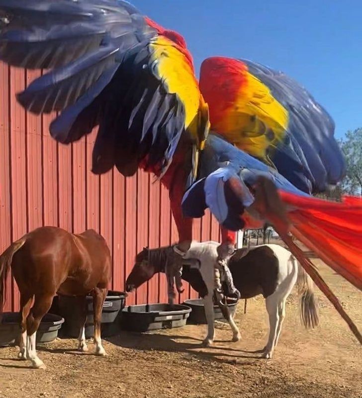 12. "Ogromna papuga atakuje konie."