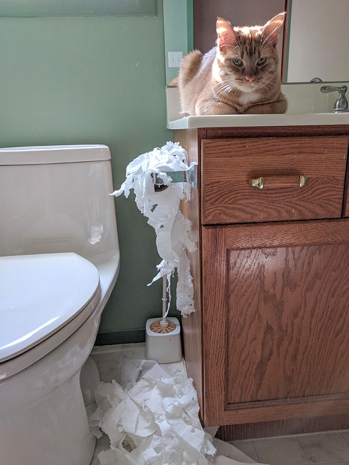 "Zamknąłem kota w łazience podczas gotowania, bo był irytujący. Zemsta była błyskawiczna."