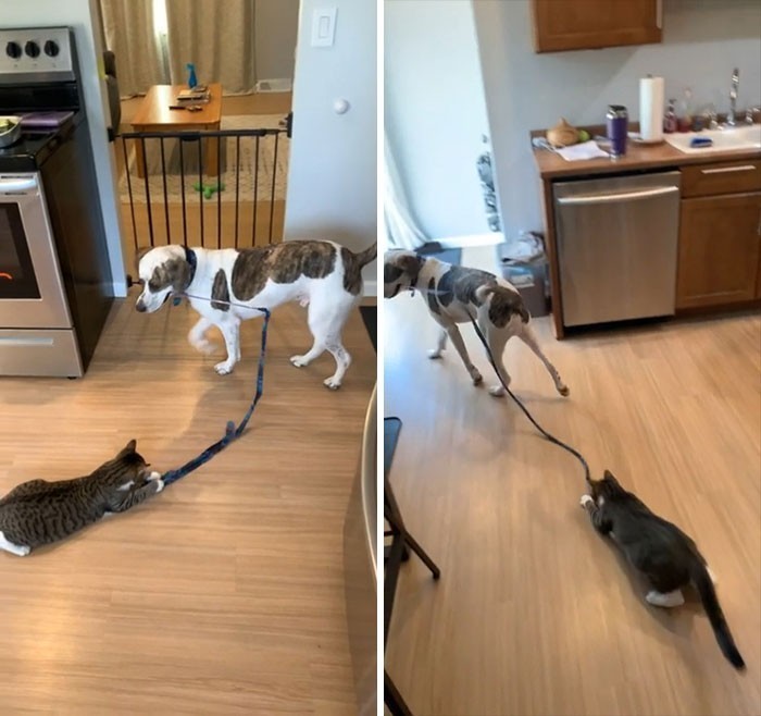 15. "Nasz pies znalazł sposób, by bawić się z kotem."