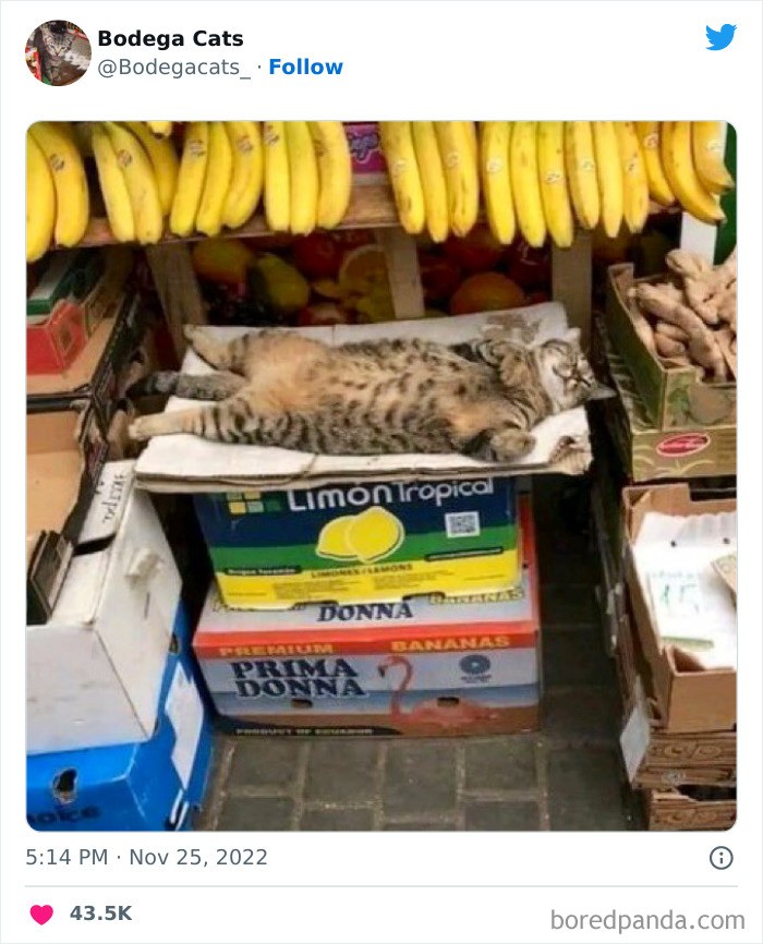 Pod bananami