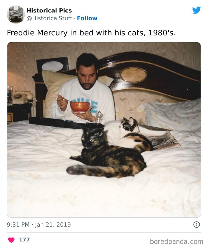 Freddie Mercury w łóżku ze swoimi kotami, lata 80.