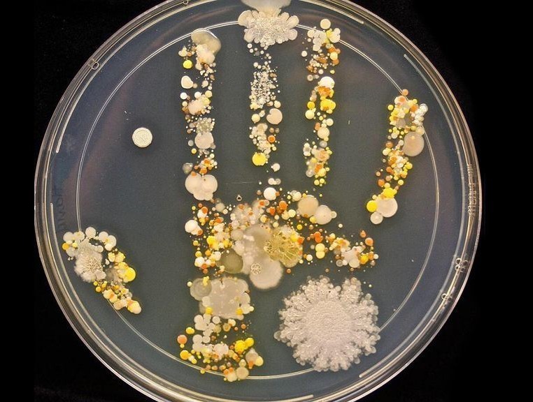 13. Ten odcisk dłoni pokazuje, że nasze ciała są domem dla milionów mikroorganizmów, które swobodnie egzystują na zewnątrz i wewnątrz nas.