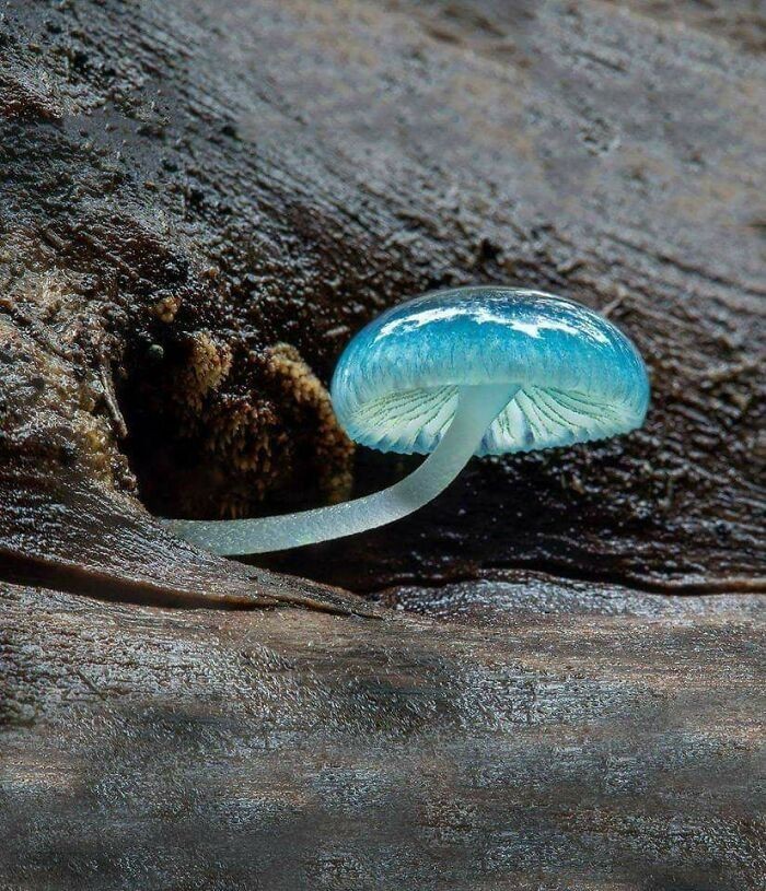12. Piękny niebieski grzyb