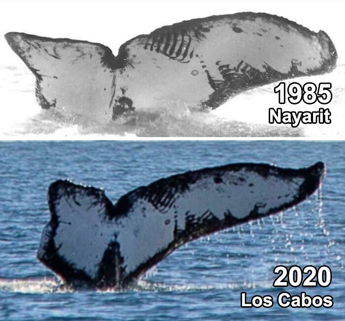 17. Ten sam wieloryb uchwycony na zdjęciu po 35 latach u wybrzeży Meksyku