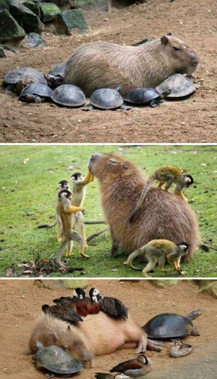 7. Kapibara z przyjaciółmi
