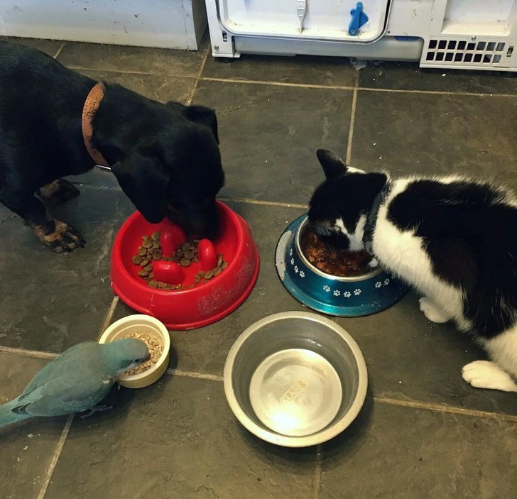 "Pies, kot i papuga mojej cioci podczas wspólnego posiłku"