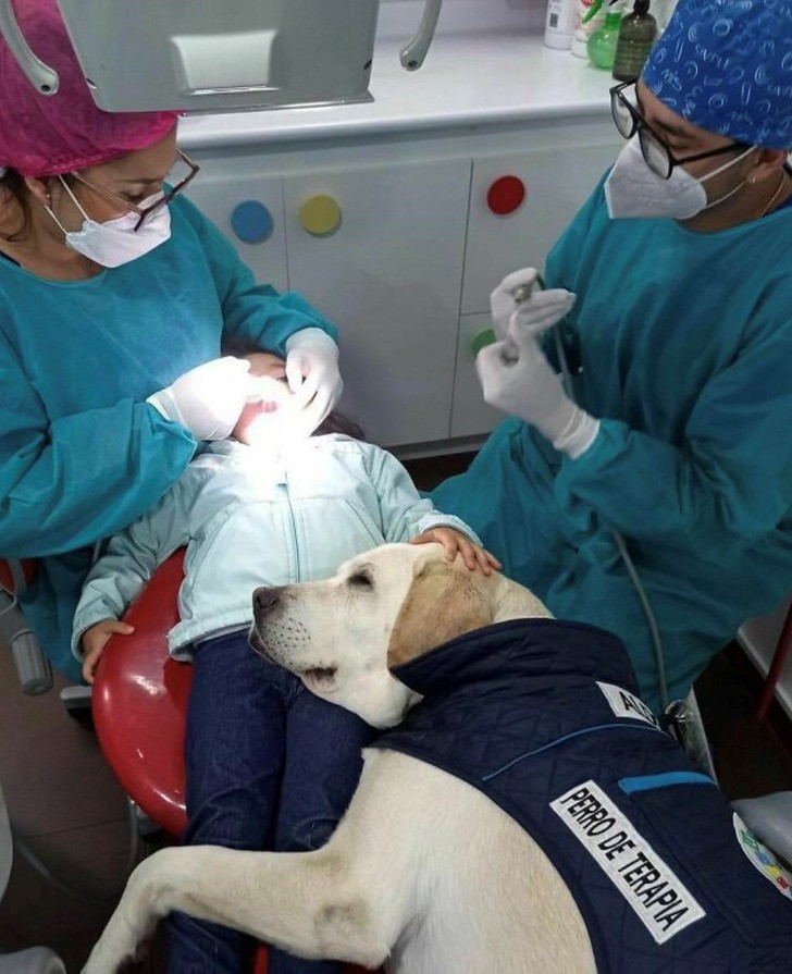 "Pies terapeutyczny podczas pracy w gabinecie dentysty"