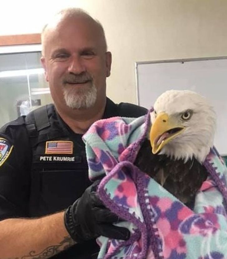 2. "W moim mieście uratowano rannego orła."